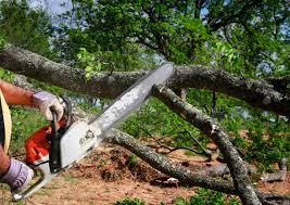 Best Fruit Tree Pruning  in Obion, TN