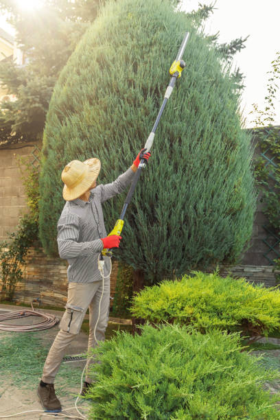 Best Tree Preservation Services  in Obion, TN